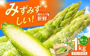 採れたてを直送！糸島野菜 アスパラガス 1kg (M-Lサイズ) 糸島市 / しろファーム 野菜 アスパラ[AHQ001]