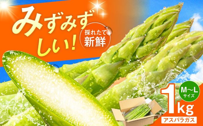 採れたてを直送！糸島野菜 アスパラガス 1kg (M-Lサイズ) 糸島市 / しろファーム 野菜 アスパラ[AHQ001]