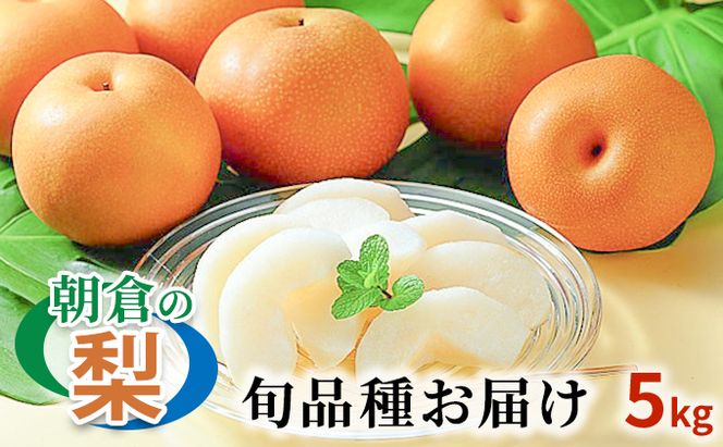 梨 季節の朝倉の梨 5kg 6-18玉 配送不可 離島 果物 フルーツ デザート おやつ 福岡県産 朝倉市産 秋の味覚 幸水 豊水 秋月 新高 南水 