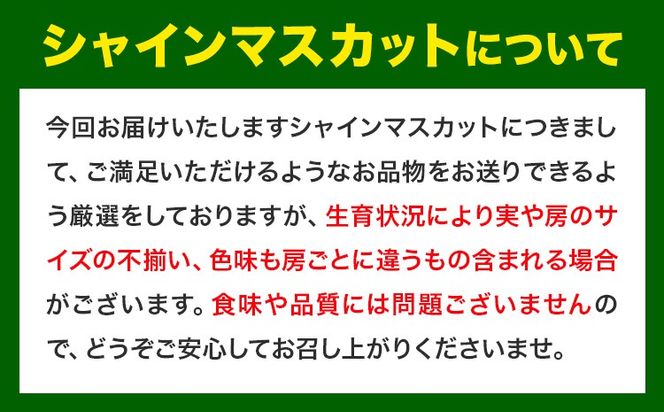 【先行予約】厳選 訳あり シャインマスカット 約 2kg 3~5房《2024年9月中旬-11月上旬頃より発送予定(土日祝除く)》岡山県 浅口市 シャインマスカット ぶどう フルーツ 果物 贈り物 ギフト 国産 岡山県産 送料無料---124_c176_9c11j_24_18000_4---