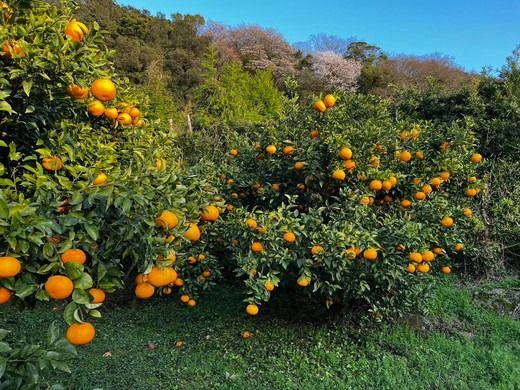 【先行予約】【訳あり】サンフルーツ 約10kg | 柑橘 みかん 果物 フルーツ 愛媛県産 農家直送　※離島への配送不可　※2025年4月上旬より順次発送予定