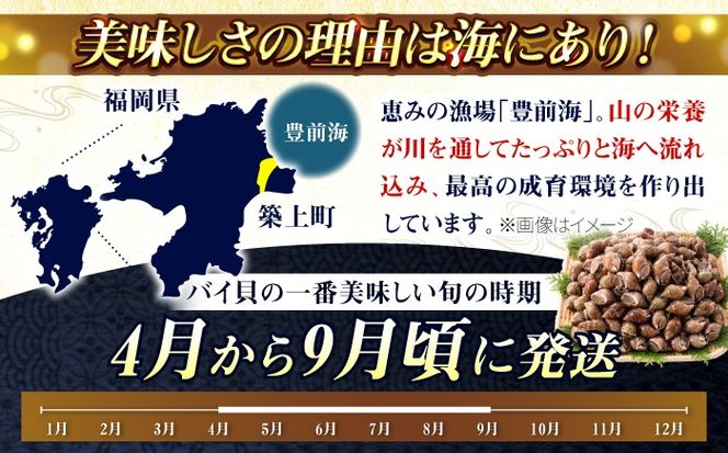 豊前海産 バイ貝 3kg (60〜99個前後) 《築上町》【明青丸】 バイガイ 貝 カイ[ABCB015]
