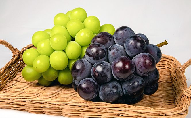 ぶどう 2026年 先行予約 果物 詰合せ ニュー ピオーネ 1房480g以上 シャイン マスカット 晴王 1房 480g以上 化粧箱入り  岡山県産 国産 フルーツ 果物 ギフト 贈答品 フルーツ詰め合わせ 食べ比べ 