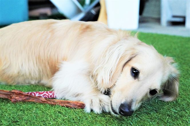 【獣医師手作り】無添加 ペット用 アキレスくんせい お試しセット（計70g） お試し 少量 ジャーキー ストレス解消 歯磨き効果 燻製 犬 猫 やみつき おやつ ご褒美 馬肉アキレスを使用 H191-004