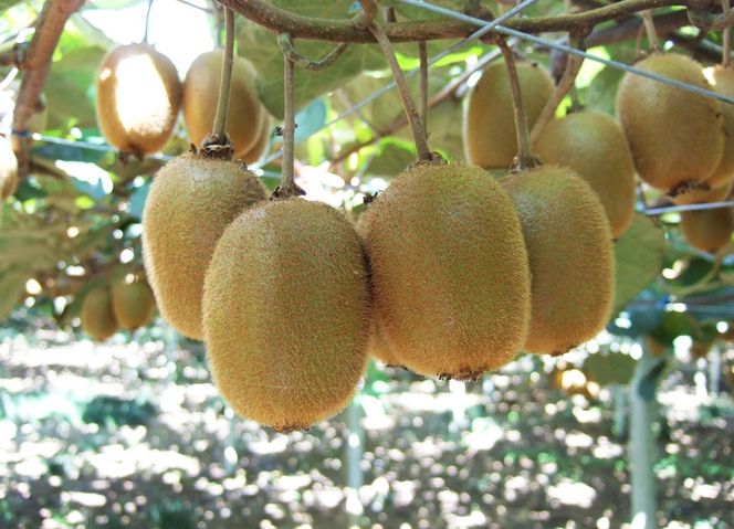 y_ސ쌧cszEݏnLECt[cqo׎:2025N111o׊Jn`2026N610o׏IryEݏnLECt[c JɎn c̃LECt[c nLECt[c _ސ쌧 cs z 142069_BP006