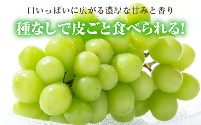 ぶどう 2026年 先行予約 シャイン マスカット 1房 約500g ブドウ 葡萄 岡山県産 国産 フルーツ 果物 ギフト