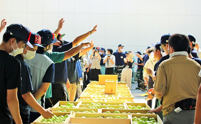 【11月発送】家庭用 サンふじ 約3kg 果物類 フルーツ 林檎 リンゴ 鶴田町 青森県 おやつ デザート