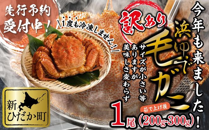 ＜ 2027年2月上旬より発送開始 ＞ 訳あり 北海道産 浜ゆで 毛ガニ 1尾 ( 200g ～ 300g ) 毛蟹 毛がに かに味噌 カニ味噌 ＜ 予約受付 ＞