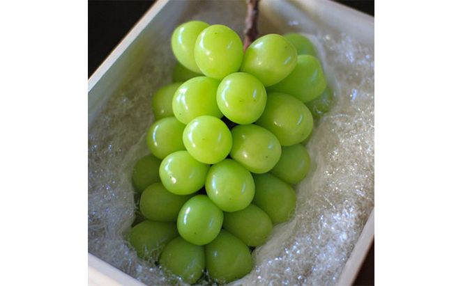 ぶどう 2026年 先行予約 シャイン マスカット 桐箱 1房入り 800g以上 ブドウ 葡萄  岡山県産 国産 フルーツ 果物 ギフト 内藤ぶどう園 果物類 シャインマスカット