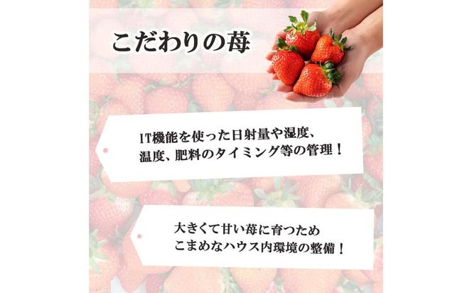 【数量限定】鹿児島県産朝採れイチゴ「恋みのり」約1080g(約270g×4パック) a3-209