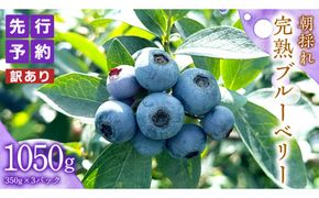 ≪先行予約≫【 訳あり 】 朝採れ 完熟 ブルーベリー 1050g ( 350g × 3パック ) 【 2026年 7月中旬頃より発送開始 】 ぶるーべりー フルーツ 果物 くだもの 新鮮 ベリー 小分け 朝どり 国産 生 規格外 不揃い