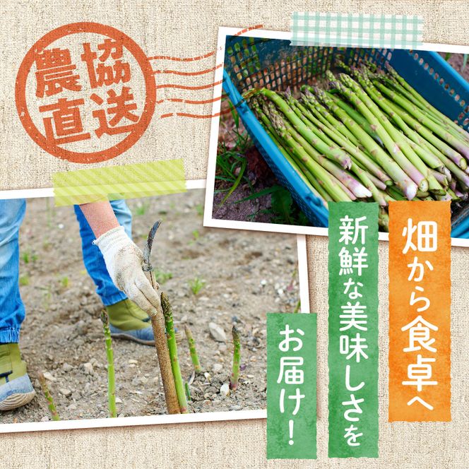 【2026年発送先行受付】北海道産グリーンアスパラ Lサイズ 1kg(500gx2袋) 産地直送 | 野菜 旬 とれたて お取り寄せ 小分け 保存 北海道 滝川市