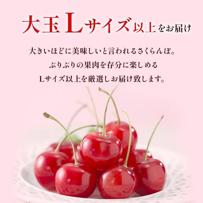 先行受付 北海道 仁木町産 さくらんぼ 佐藤錦 1kg（500g×2）Lサイズ以上 ジューシー 旬のフルーツ 旬の果物 国産 日本産 サクランボ チェリー フルーツ 果物 果物類 ギフト 仁木町 [ジャパーナプランニング株式会社]