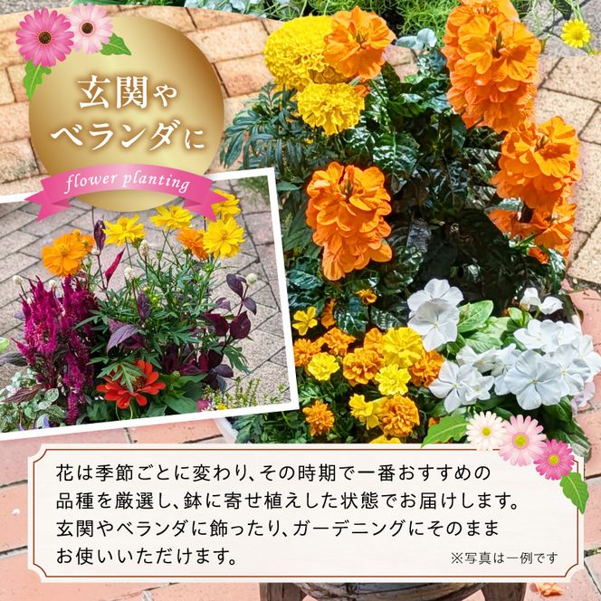ガーデニング　季節の寄せ植え［142F01］