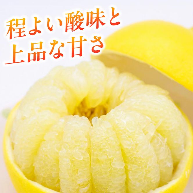 【先行予約】生産者直送 土佐文旦 約9.5kg [2L～4L] 家庭用 ＜2027年1月下旬より発送＞ 家庭用 文旦 柑橘 みかん フルーツ 果物  産地直送 お取り寄せ 人気 【土佐文旦産直協同組合】
