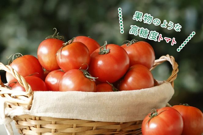 【期間限定発送】 訳あり トマト SUNすいーと 1kg×2箱 [にいな農園 宮崎県 日向市 452060917] 野菜 フルーツトマト 高糖度 甘い 不揃い 家庭用