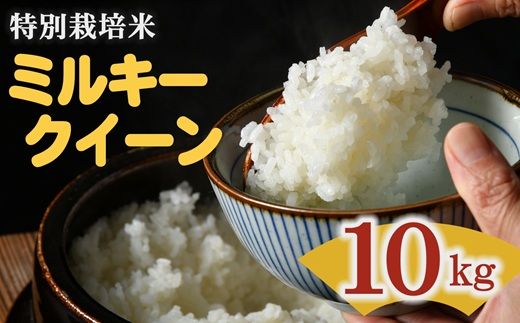 ミルキークイーン＜特別栽培米＞精米 10㎏（減農薬 有機肥料 お米 米 おこめ こめ 白米 みるきーくいーん）【002310C】