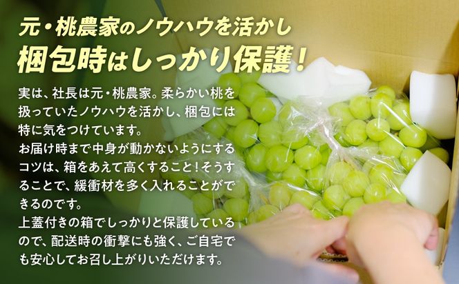 【来年（2026年/令和8年）発送＜先行予約＞】土にこだわったシャインマスカット 1.2kg 2房以上 先行予約 山梨県産 朝採り 新鮮 シャインマスカット 国産 産地直送 人気 おすすめ 贈答 ギフト お取り寄せ フルーツ 果物 くだもの ぶどう ブドウ 葡萄 新鮮 甘い 皮ごと 甲斐市 BI-5