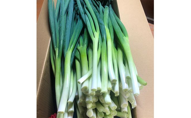 生産農家直送 京野菜・九条ねぎ5kg〈ねぎ ネギ 葱 九条ねぎ 京野菜 京都 新鮮 甘い 農家直送 野菜〉 