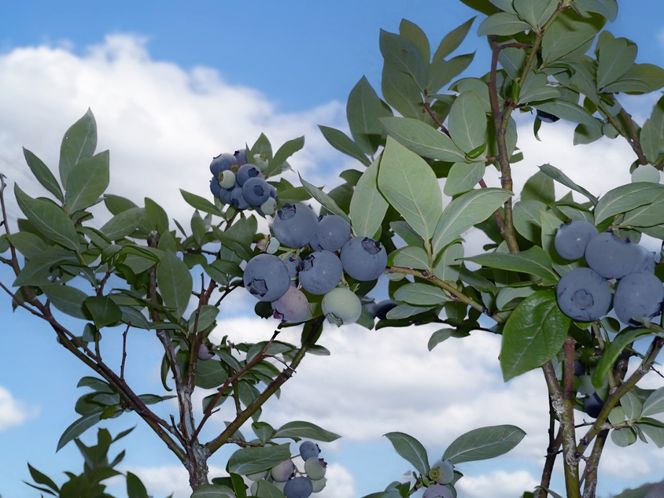 ＜2026年発送先行予約＞＜生産者直送＞新鮮朝取り　生ブルーベリー 1.5kg