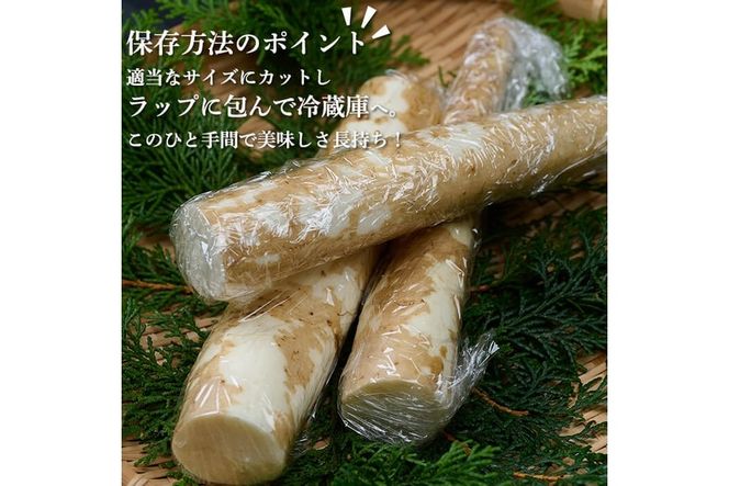 ＜先行予約受付中！2025年11月下旬から順次発送予定＞＜期間限定＞山菜の王者自然薯 (約1.2kg)  山芋 じねんじょ とろろ 長いも 国産 旬 野菜 新鮮 やさい 常温 保存 宮崎県 門川町 【自然薯組合】【Y-1】