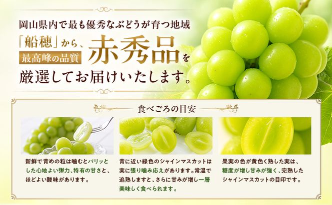ぶどう 2026年 先行予約 赤秀ぶどう プレミアム シャインマスカット 晴王 1房 600g 9月～10月発送 船穂産 赤秀品 皮ごと食べる みずみずしい 糖度保証 岡山県産 満天フルーツ