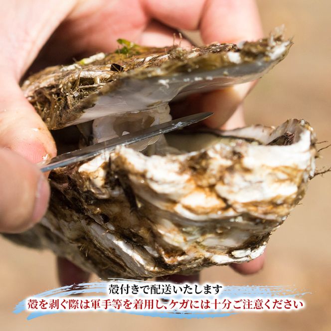 【 先行予約 7月上旬～下旬発送予定】象潟産 天然岩牡蠣 7～8個 ナイフ無【 牡蠣 夏牡蠣 かき 象潟 生食可 魚介類 海鮮 海産物 海の幸 】