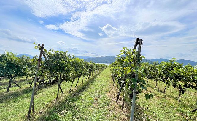 赤ワイン 京都産 2022茜（あかね） 辛口 720ml 《 天橋立ワイナリー 》