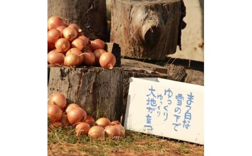 【予約：2026年10月から順次発送】農薬・動物性たい肥不使用 有機栽培 玉ねぎ 10kg S～Mサイズ ( 玉ねぎ たまねぎ 玉葱 タマネギ オニオン 野菜 サラダ 煮込み 炒め物 10キロ )【178-0001-2026】