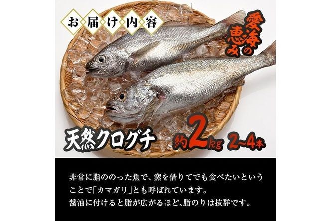 天然 クログチ (約2kg・計2-4本) 直送 産直 漁師 魚 鮮魚 天然 クログチ カマガリ 釜借 白身魚 獲れたて 刺身 煮つけ 塩焼き 冷蔵 豊後水道 鮮魚 大分県 佐伯市 豊後水道 鮮魚 愛海の恵み【CS09】【 (有)丸昌水産】