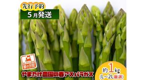 アスパラガス 先行予約 春アスパラガス 約1kg L～2L 厳選 やまたけ農園 アスパラ グリーンアスパラ 野菜 春野菜 春 旬 旬の野菜 朝どれ 産地直送 2026年 2026 先行 予約 青森 冷蔵 冷蔵配送 5月6月発送