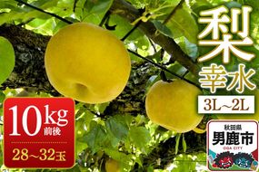 《先行受付》梨 幸水 10kg前後（3L～2L）28～32玉 秋田なまはげ農業協同組合 秋田県 男鹿市 [先行受付 なし ナシ 果物 くだもの 幸水 夏]|23_nhn-081001