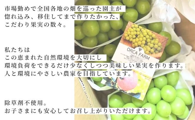 【2026年12月～発送】冷蔵貯蔵 シャインマスカット 3～4房 約2kg ぶどう ブドウ 葡萄 マスカット 果物 フルーツ 長野県 長野 山ノ内町