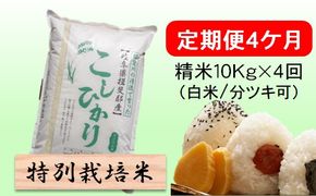 定期便 4カ月【 令和8年産 】毎月  精米 10kg（ 白米 /7分/ 5分 ツキ可）【 コシヒカリ 】玄米は別に出品