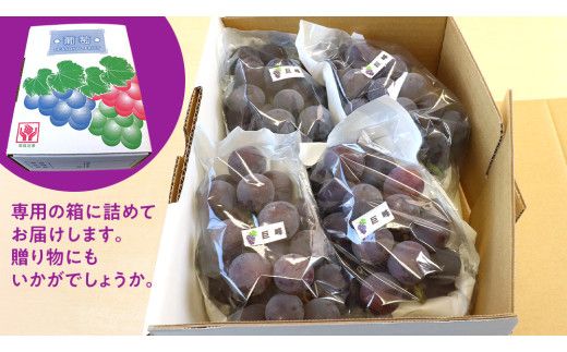 巨峰 (種あり) 約2kg (5～8房) (石岡市 共通返礼品) ぶどう ブドウ 果物 フルーツ 旬 ぶどうの王様 人気 産直 採れたて 新鮮 秋 国産 【 2026年9月中旬から発送開始 】