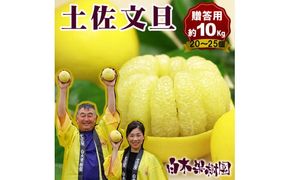 【先行予約】【果樹園直送】土佐文旦特選品贈答用　約10kg　L～2L　（20～25個）〈2027年2月中旬～3月中旬頃発送〉  /  果物 柑橘 フルーツ ぶんたん ブンタン 文旦 高知県 土佐市 お取り寄せ 産地直送 高知県 土佐市【白木果樹園】 [BQAI007]