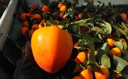 【極上の甘みが絶品！】甲州百目柿ころ柿（12個入り/約1kg） 甲州百目柿  枯露柿 干し柿 ほし柿 柿 かき 果物 フルーツ ドライフルーツ 山梨県産 山梨 甲州 百目 富士川町 贈答