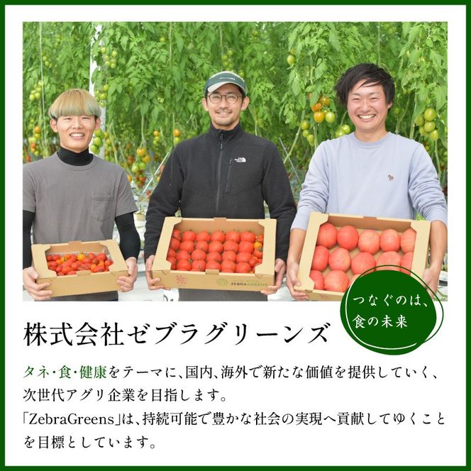 【限定出荷】"たまとま"＋カラーミニトマト(約4kg)[定期便2回]《 野菜 トマト ミニトマト カラートマト 定期 定期便 2回 送料無料 おすすめ 美味しい セット とまと ふるさと納税 》【2403C12103】
