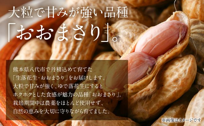 【先行予約】 熊本県 八代産 生落花生 [おおまさり] 1.5kg 落花生 ラッカセイ らっかせい おおまさり 生 なま 茹で おつまみ おやつ ピーナッツ 豆 旬 野菜 【2026年9月上旬より順次発送】