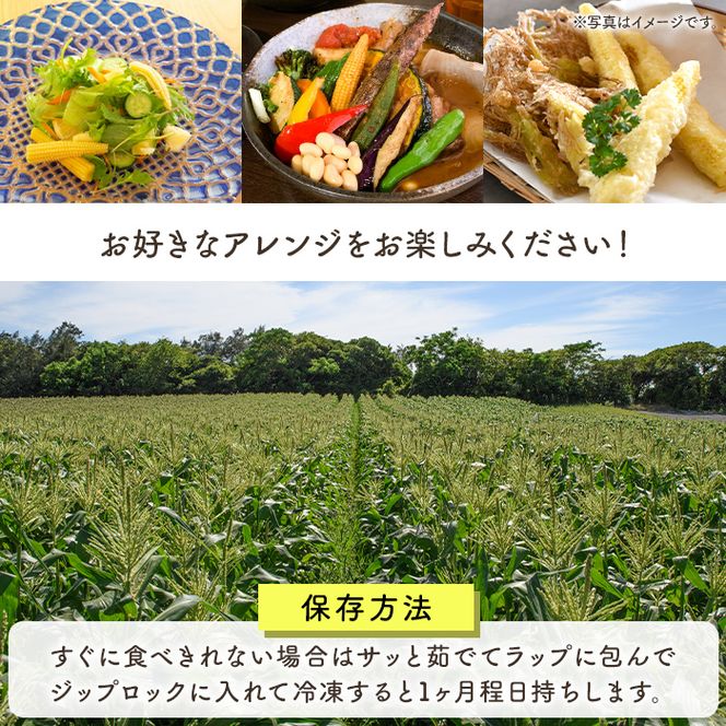 ヤングコーン (50本) 国産 野菜 ヤングコーン 鹿児島県産 阿久根市産 天ぷら フライ 中華炒め 肉巻き 【うとさんち】akn067-18