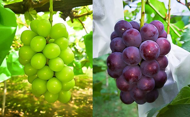 2026年 早期受付 ぶどう 晴れの国 シャインマスカット&ピオーネ 味比べ 2房（大房） 化粧箱入り 岡山県 高梁市 ブドウ 葡萄 果物 フルーツ 