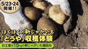 じゃがいも 「 とうや 」 収穫体験 (5/23（土）、5/24（日）開催) ジャガイモ 芋 収穫体験チケット 収穫 収穫体験 体験 チケット 観光 旅行 自然 農業体験 お土産 持ち帰り