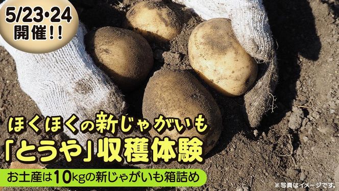 じゃがいも 「 とうや 」 収穫体験 (5/23（土）、5/24（日）開催) ジャガイモ 芋 収穫体験チケット 収穫 収穫体験 体験 チケット 観光 旅行 自然 農業体験 お土産 持ち帰り