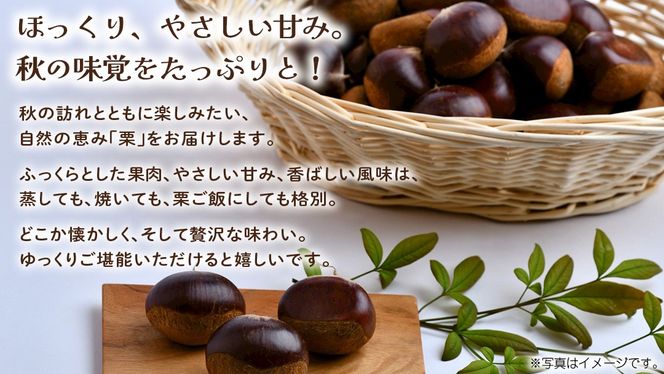 栗 10kg 【2026年9月上旬発送開始】(茨城県共通返礼品：大子町) くり マロン 果物 スイーツ モンブラン 栗きんとん 生栗 焼き栗 甘栗