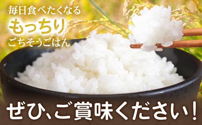 令和7年産 米 森のくまさん 5kg 10kg 15kg くまもと食彩の力《60日以内に出荷予定(土日祝除く)》熊本県 長洲町 お米 こめ コメ---sn_kmmk_60d_r7_16000_5kg---
