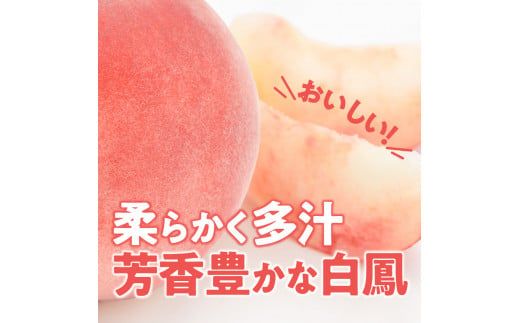 【数量限定】 しのおかの大きな桃(白鳳・秀クラス）[017O01]
