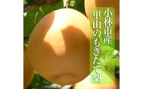 【産直もぎたて】里山のもぎたて梨　計4kg（果実 フルーツ 梨 ナシ 人気 限定 宮崎 小林市）