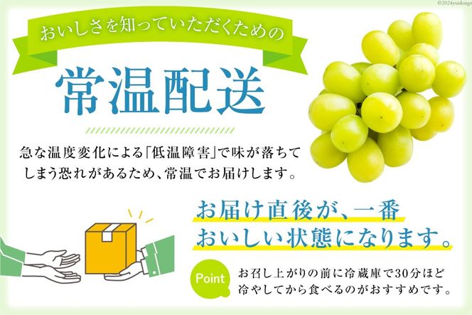 【2025年発送】山梨県産 厳選シャインマスカット約3kg（5～6房）フルーツ大国！山梨県韮崎市より産地直送 [OUTTA REACH JAPAN 山梨県 韮崎市 20742971] フルーツ 果物 マスカット シャイン 2025 先行受付 先行予約 ブドウ ぶどう 葡萄 種無し 3キロ 3kg 数量限定