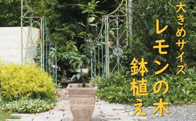 植物 レモン 鉢植え 大きめ サイズ レモンの木 アンティーク テラコッタ 鉢 直径31cm 配送不可 北海道 沖縄 離島 インテリア グリーンアイテム グリーンインテリア 玄関 庭 ガーデン ガーデニング 果樹 柑橘 