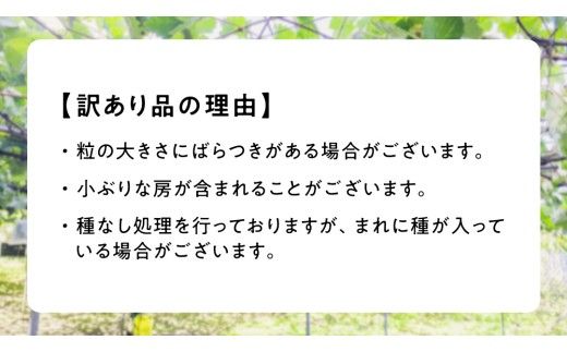 訳あり シャインマスカット 約 1.5kg (2～4房) (石岡市 共通返礼品)  ぶどう ブドウ 葡萄 マスカット フルーツ 果物 デザート 訳あり ご自宅用 ご家庭用 自分用